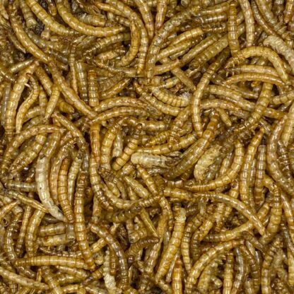 Featherglow Fancy Mealworms - Image 2