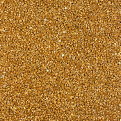 Featherglow Fancy Red Proso Millet - Image 2