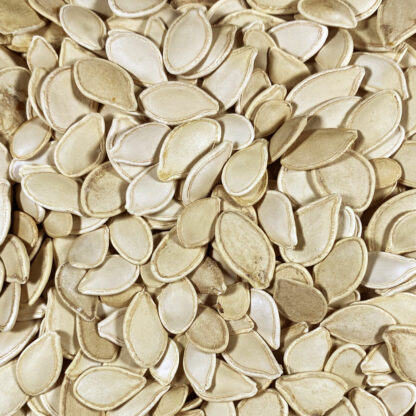 Featherglow Fancy White Pumpkin Seed - Image 2